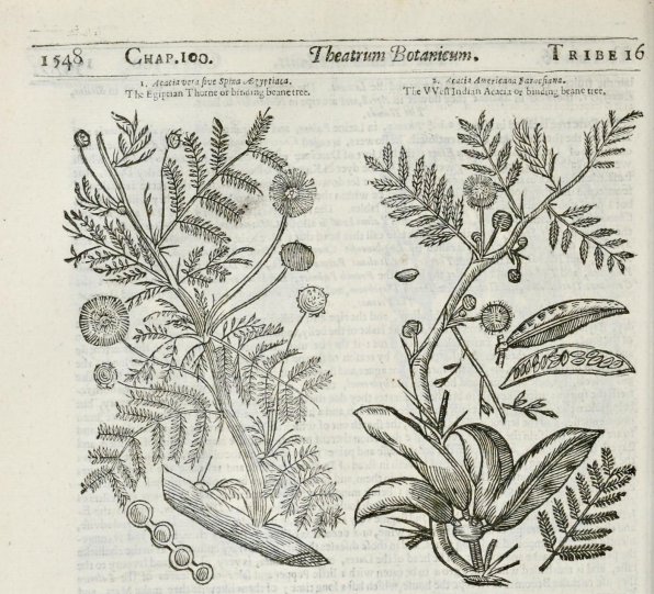 NEW HEADING/NOVA RUBRICA REPORTHA: Naturae theatrum et mundum/ The theatre of nature and the world/ O teatro da natureza e o mundo