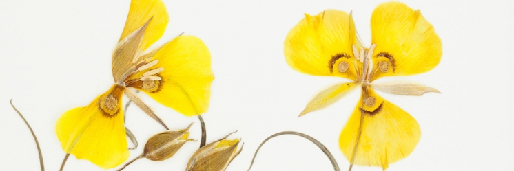 Humanistic Uses of Herbaria - VIDEO