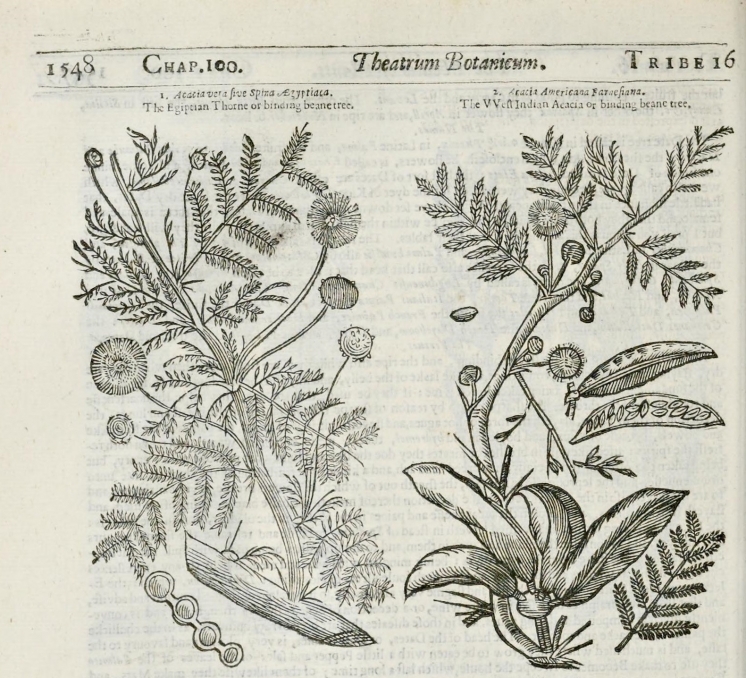 ACACIAS IN A BOTANICAL THEATRE: LINKING THE OLD AND NEW WORLDS