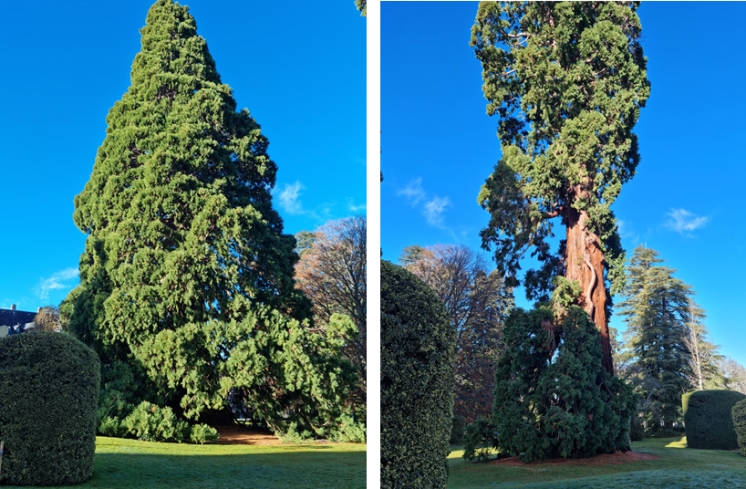 Trees, humans and the history and methodology of the 'tortoise don't climb trees'