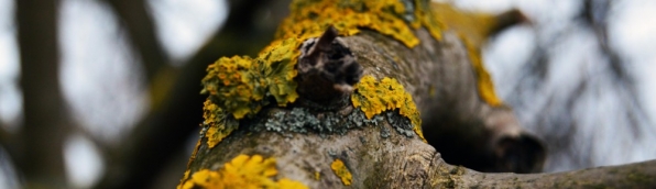 The International Meeting “Wood and Charcoal: Approaches from Archaeology, Archaeobotany, Ethnography and History” (Braga, 15-16 April)