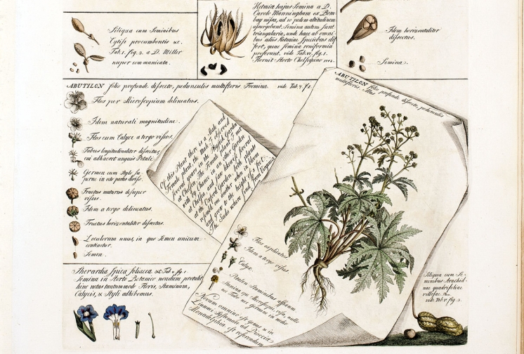 Dumbarton Oaks - 2022 Plant Humanities Conference